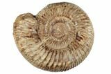6" Jurassic Ammonite (Perisphinctes) - Madagascar - #191430-1